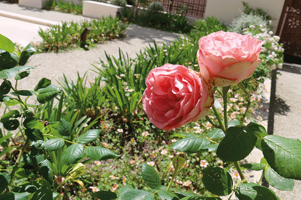 Les roses de Bonnard